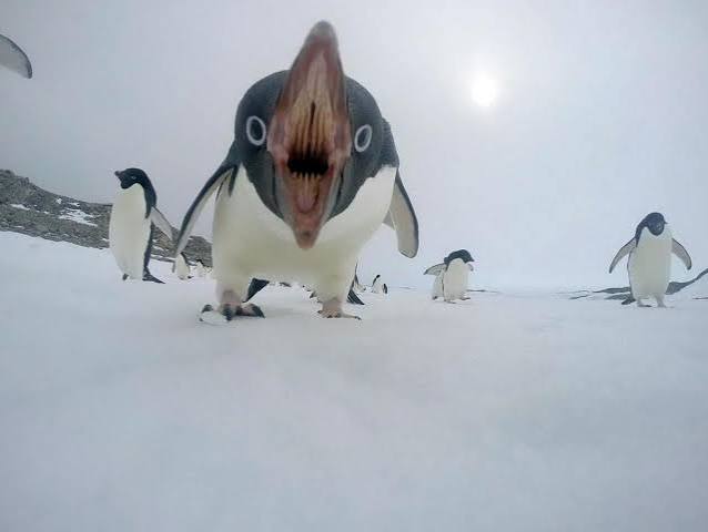 screaming angry penguin