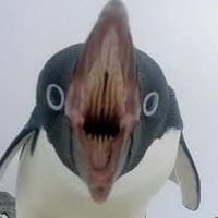 screaming angry penguin